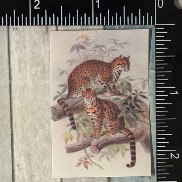 ๐10/$10๐ Classic Vicious Cats Lion Tiger Cheetah Reusable Washi Sticker Decal - Picture 1 of 1